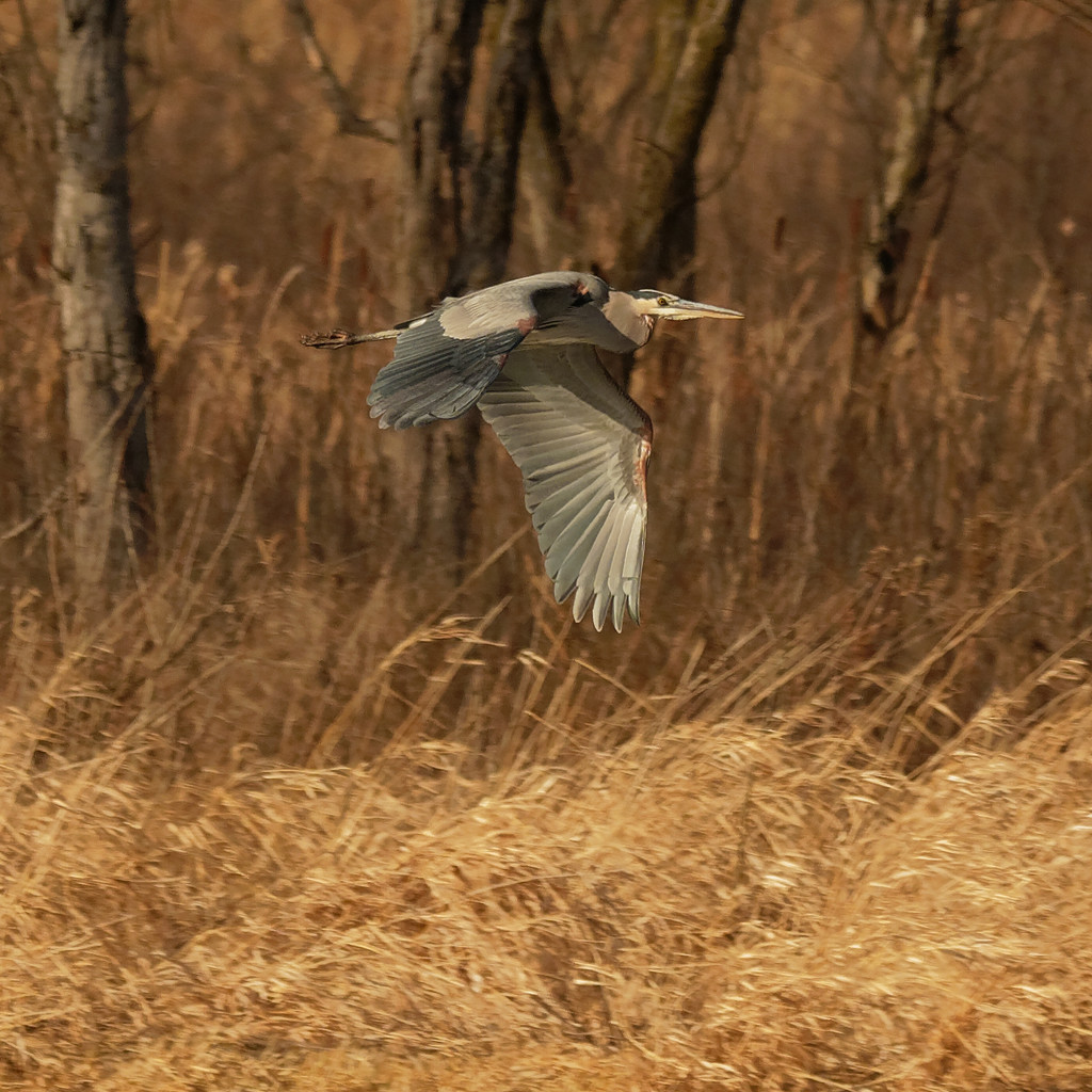Great Blue Heron in flight by rminer