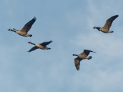26th Dec 2019 - geese