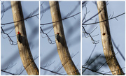 26th Dec 2019 - Woodpecker Nest_365