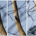 Woodpecker Nest_365 by randystreat