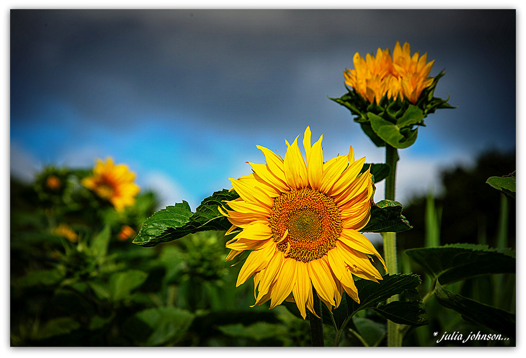 Sunflowers... by julzmaioro