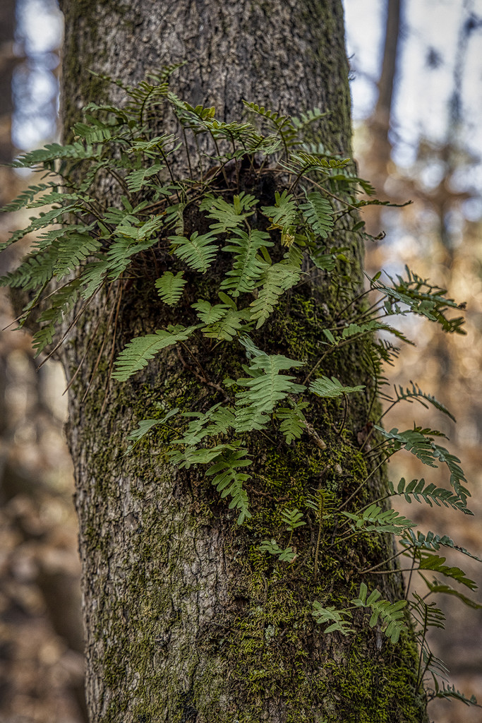 Ferns on Tree by kvphoto