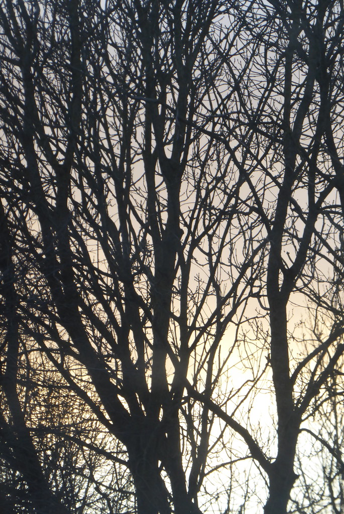 Sunset through the trees ... by speedwell