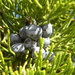 Juniper Berries on Tree  by sfeldphotos