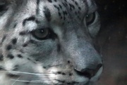 20th Dec 2019 - Snow Leopard