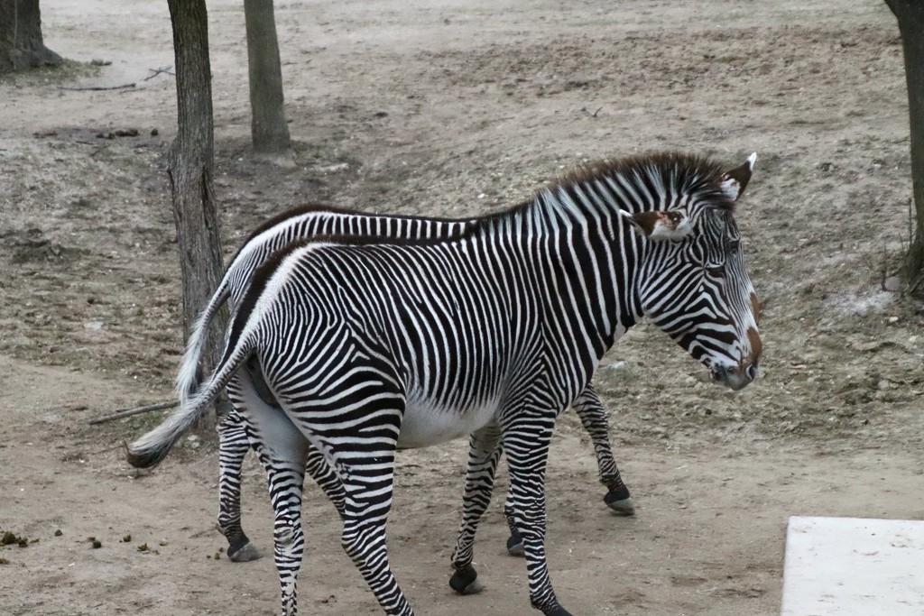 Zebras by randy23