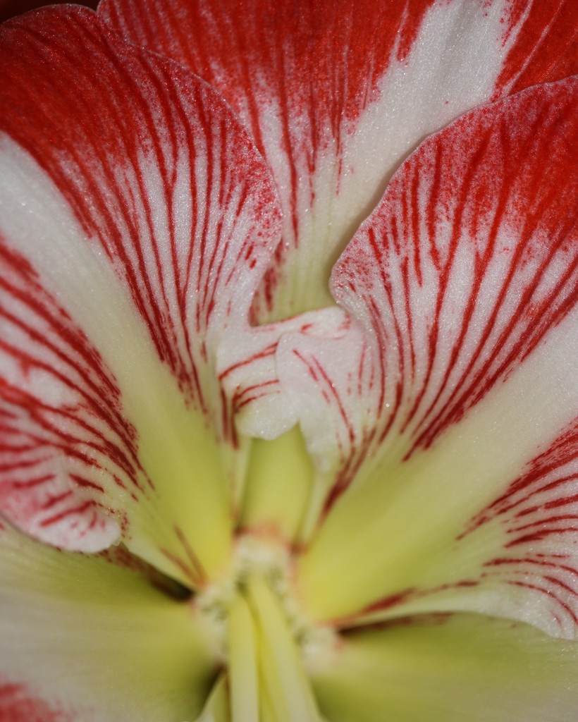 December 27: Amaryllis Abstract by daisymiller