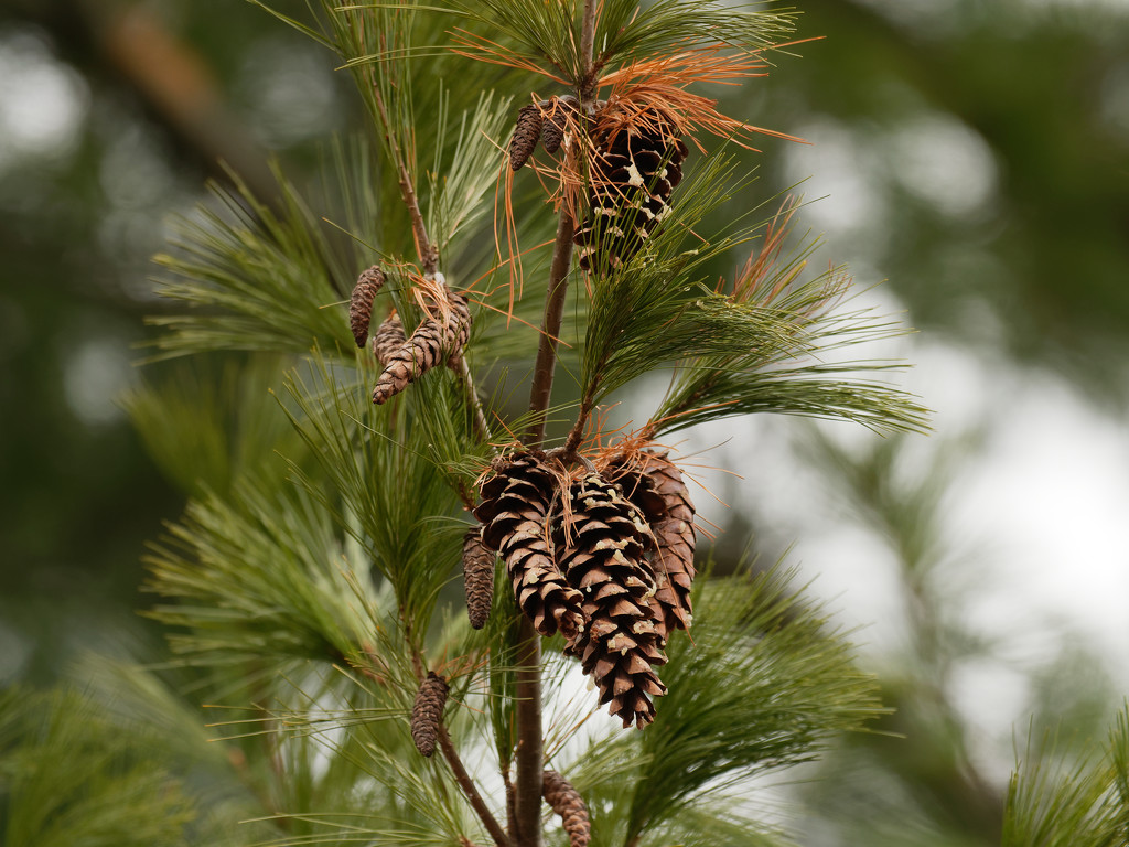 pine cones by rminer