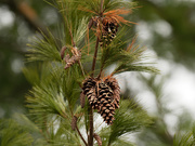 27th Dec 2019 - pine cones