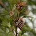 pine cones by rminer