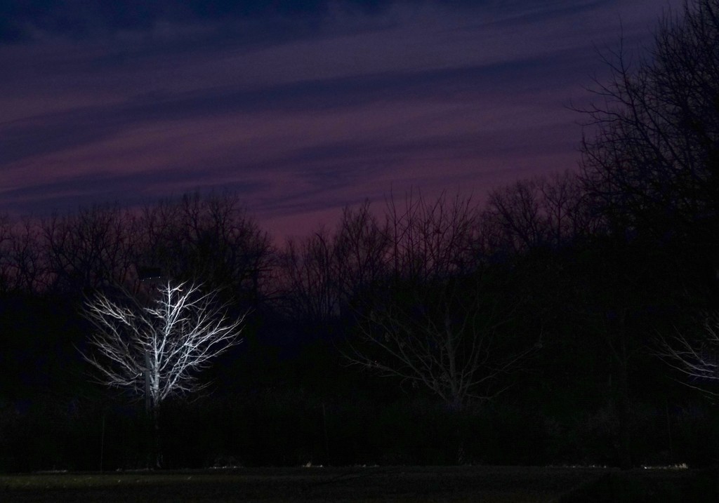 Tree light by amyk