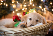 25th Dec 2019 - Christmas Puppy