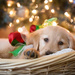 Christmas Puppy by tina_mac