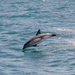 Being Chased by Dolphins by yorkshirekiwi