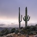 Saguaros in Arizona  by dridsdale