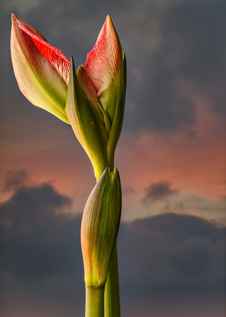 Amaryllis Buds from Plant #2 by taffy
