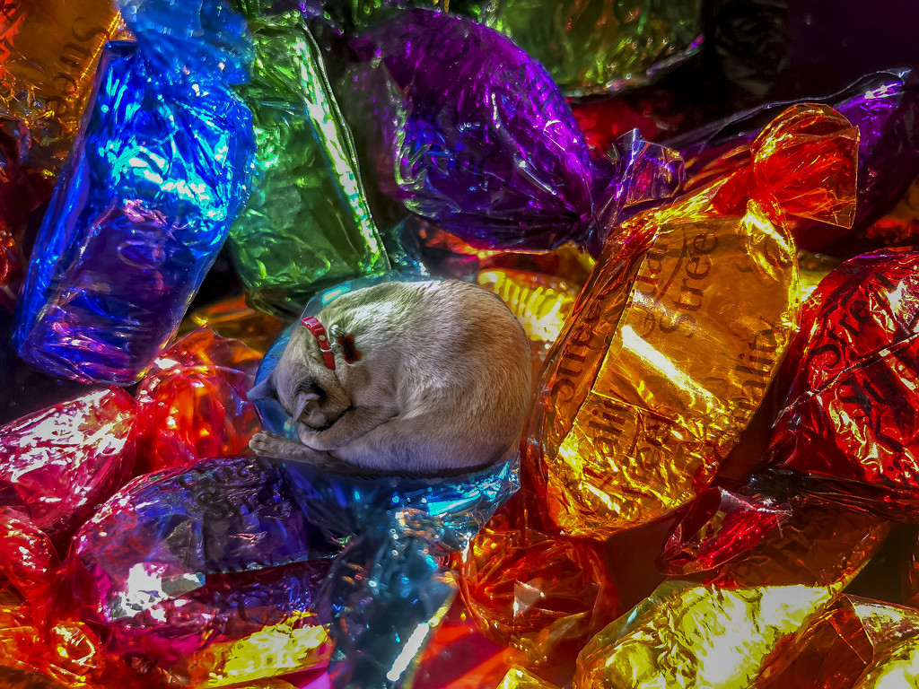 Cat in the candy by pusspup