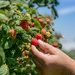 berry farm by ulla