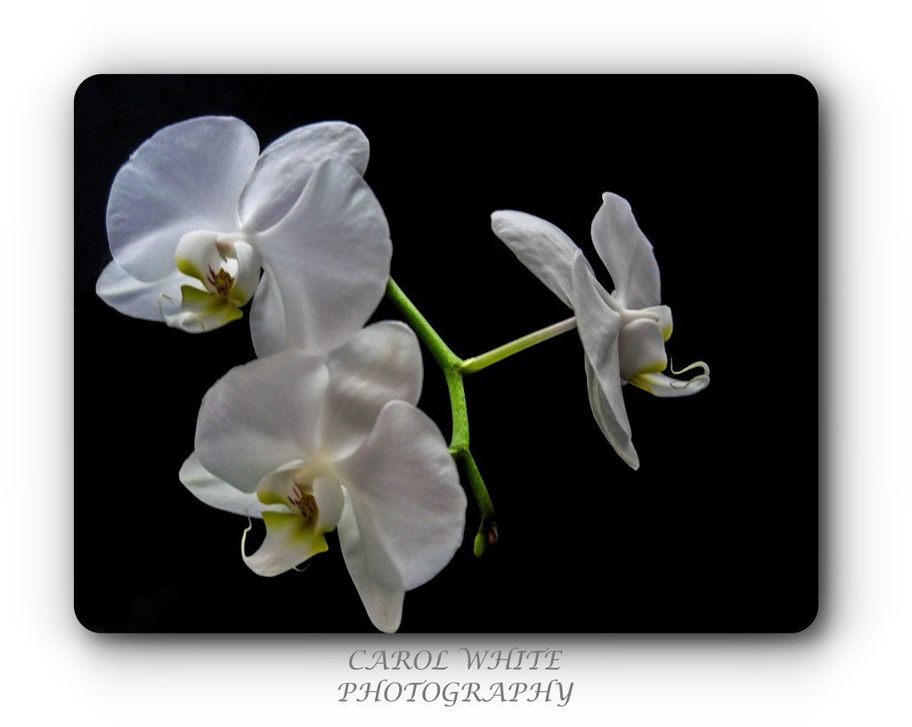 Orchids by carolmw