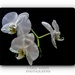 Orchids by carolmw