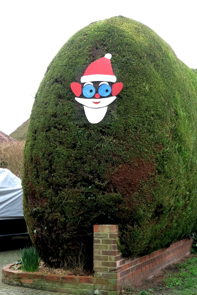 Santa Hedge by davemockford