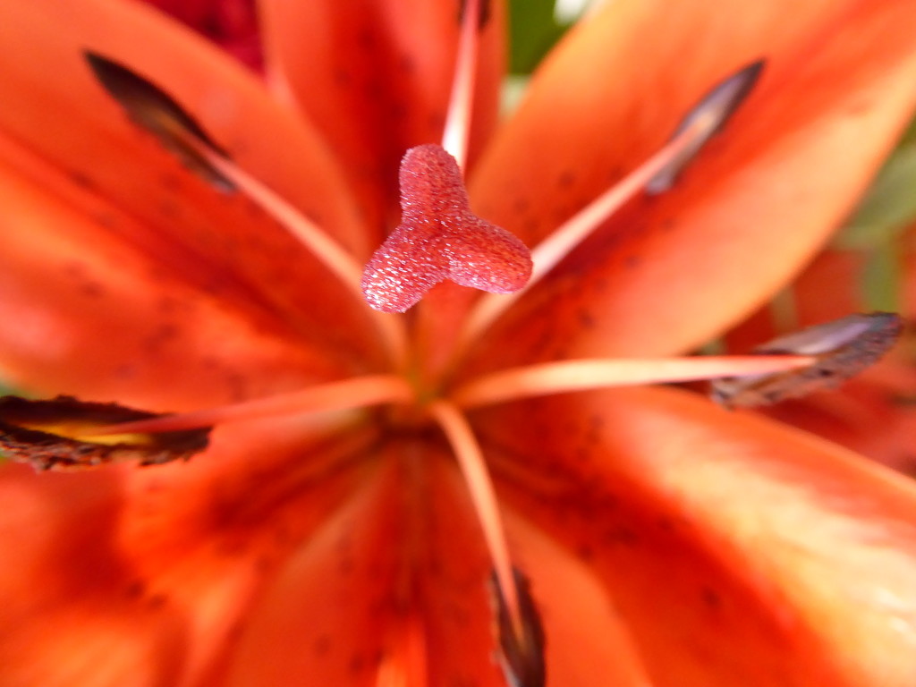 Thought I'd try a macro of one of the lilies.  by chimfa