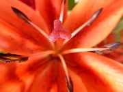 28th Dec 2019 - Thought I'd try a macro of one of the lilies. 