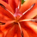 Thought I'd try a macro of one of the lilies.  by chimfa