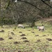 Sheep and moles by tinley23