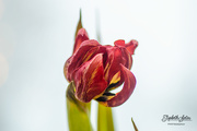 28th Dec 2019 - Withered tulip