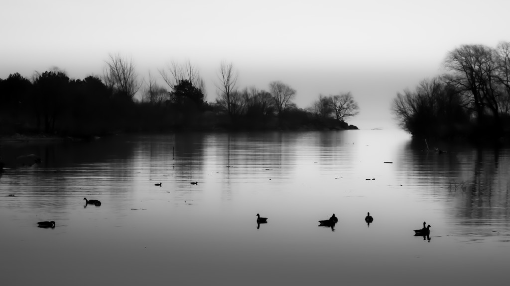 ducks... by northy
