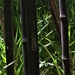 Bamboo by lmsa