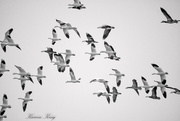 26th Dec 2019 - Snow Geese in Black and White