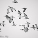 Snow Geese in Black and White by kareenking