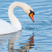 Swan by jae_at_wits_end
