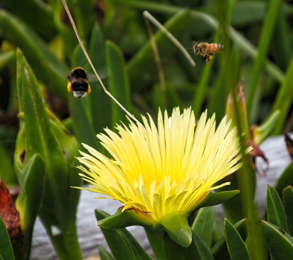 Busy bees by kiwinanna