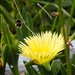 Busy bees by kiwinanna
