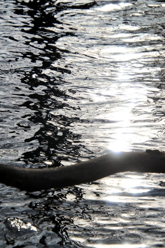 Sun, Branch and Water by mzzhope