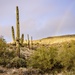 Saguaros with a little bonus rainbow  by dridsdale