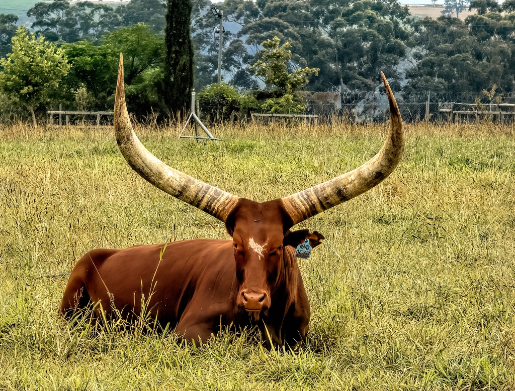 Ankole Cow just chilling by ludwigsdiana