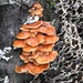 Fungi by oldjosh