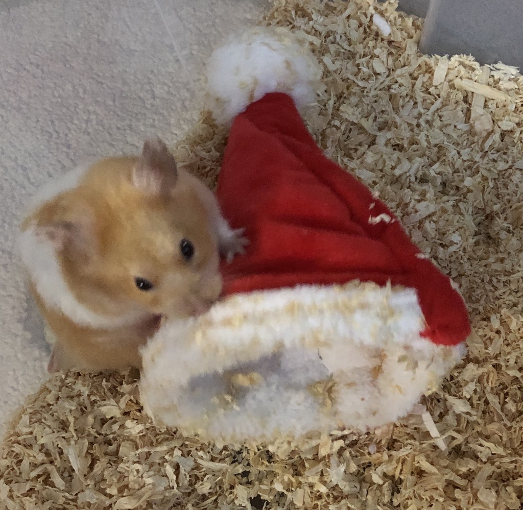 Hammie and his Christmas hat! by nicolaeastwood