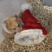 Hammie and his Christmas hat! by nicolaeastwood