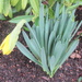 Daffodil by g3xbm