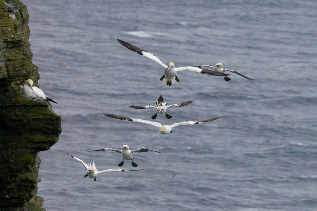 A GATHERING OF GANNETS by markp