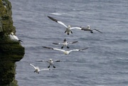 25th Dec 2019 - A GATHERING OF GANNETS