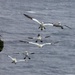 A GATHERING OF GANNETS by markp