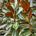 Magnolia Leaves by kvphoto