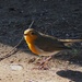 Robin by monicac