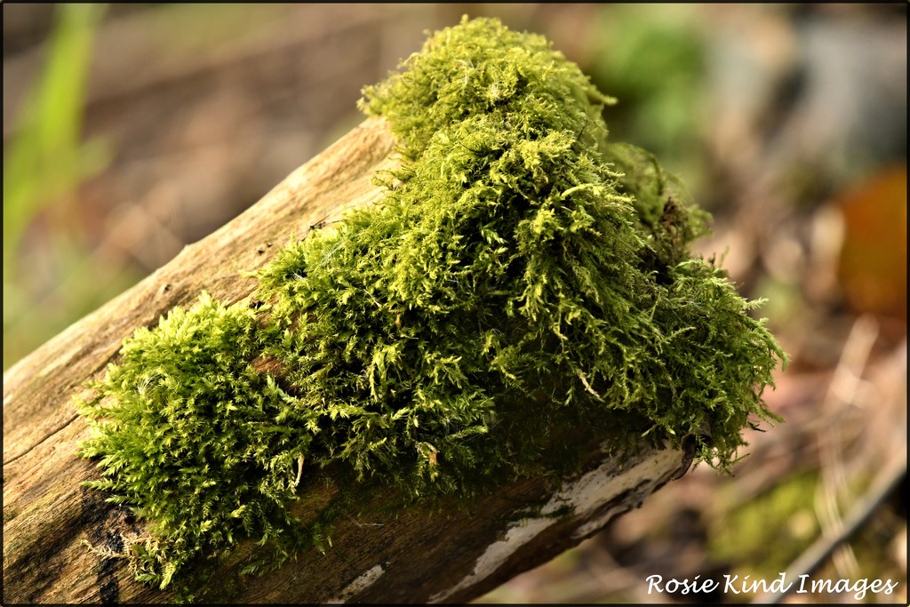 Mossy bough by rosiekind